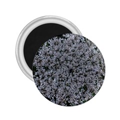 Queen Annes Lace Original 2 25  Magnets by okhismakingart