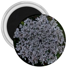 Queen Annes Lace Original 3  Magnets by okhismakingart