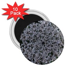 Queen Annes Lace Original 2 25  Magnets (10 Pack)  by okhismakingart