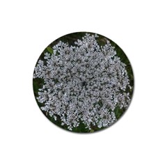 Queen Annes Lace Original Magnet 3  (round) by okhismakingart