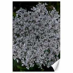 Queen Annes Lace Original Canvas 20  X 30  by okhismakingart