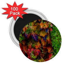 Fall Ivy 2 25  Magnets (100 Pack)  by okhismakingart