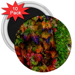 Fall Ivy 3  Magnets (10 Pack) 