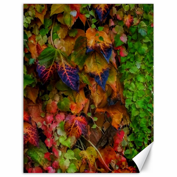 Fall Ivy Canvas 12  x 16 