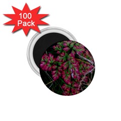 Pink-fringed Leaves 1 75  Magnets (100 Pack)  by okhismakingart