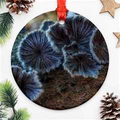 Tree Fungus Round Ornament (two Sides) by okhismakingart