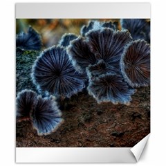 Tree Fungus Canvas 8  X 10  by okhismakingart