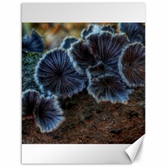 Tree Fungus Canvas 12  X 16  by okhismakingart