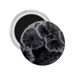 Tree Fungus Black And White 2 25  Magnets by okhismakingart