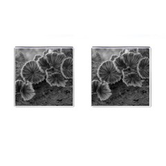 Tree Fungus Black And White Cufflinks (square) by okhismakingart