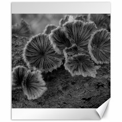 Tree Fungus Black And White Canvas 8  X 10  by okhismakingart