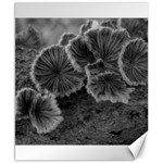 Tree Fungus Black and White Canvas 8  x 10  8.15 x9.66  Canvas - 1