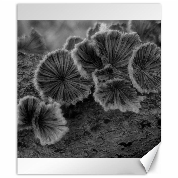 Tree Fungus Black and White Canvas 8  x 10 