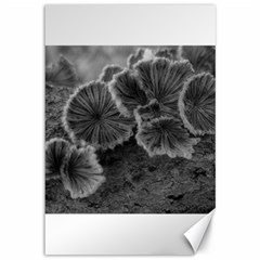 Tree Fungus Black And White Canvas 12  X 18  by okhismakingart