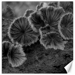 Tree Fungus Black And White Canvas 20  X 20  by okhismakingart