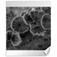 Tree Fungus Black And White Canvas 11  X 14  by okhismakingart