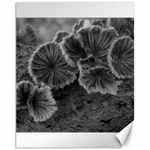 Tree Fungus Black and White Canvas 11  x 14  10.95 x13.48  Canvas - 1