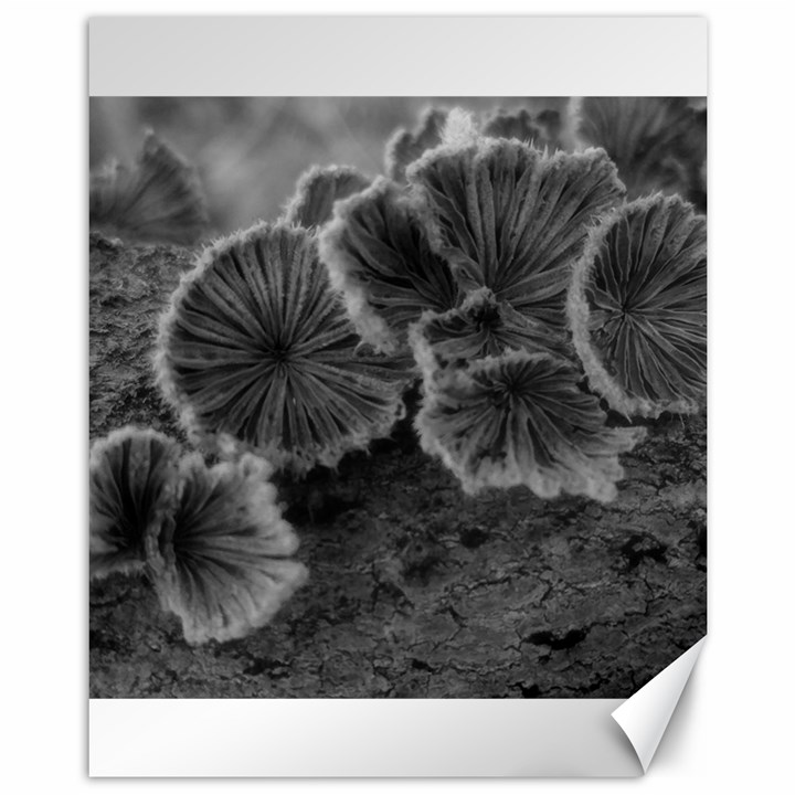 Tree Fungus Black and White Canvas 11  x 14 