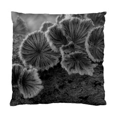 Tree Fungus Black And White Standard Cushion Case (one Side) by okhismakingart