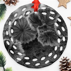 Tree Fungus Black And White Ornament (round Filigree) by okhismakingart