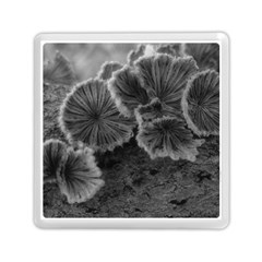 Tree Fungus Black And White Memory Card Reader (square) by okhismakingart