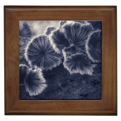 Tree Fungus Ii Framed Tiles by okhismakingart