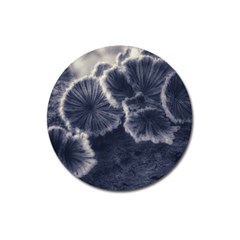 Tree Fungus Ii Magnet 3  (round) by okhismakingart