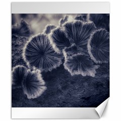 Tree Fungus Ii Canvas 8  X 10  by okhismakingart