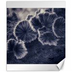 Tree Fungus II Canvas 8  x 10  8.15 x9.66  Canvas - 1