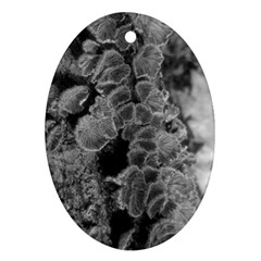 Tree Fungus Branch Vertical Black And White Ornament (oval) by okhismakingart