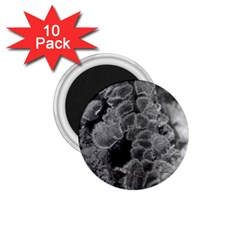 Tree Fungus Branch Vertical Black And White 1 75  Magnets (10 Pack)  by okhismakingart