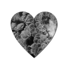 Tree Fungus Branch Vertical Black And White Heart Magnet by okhismakingart