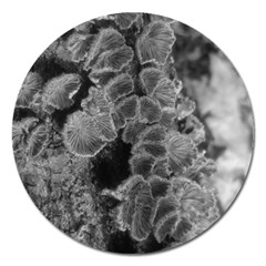 Tree Fungus Branch Vertical Black And White Magnet 5  (round) by okhismakingart