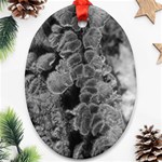 Tree Fungus Branch Vertical Black and White Oval Ornament (Two Sides) Front