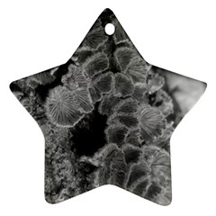 Tree Fungus Branch Vertical Black And White Star Ornament (two Sides) by okhismakingart