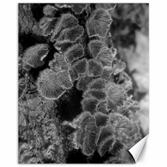 Tree Fungus Branch Vertical Black And White Canvas 11  X 14  by okhismakingart