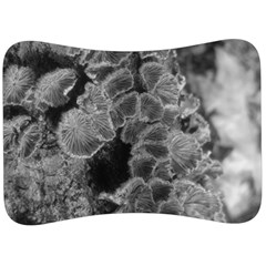 Tree Fungus Branch Vertical Black And White Velour Seat Head Rest Cushion by okhismakingart