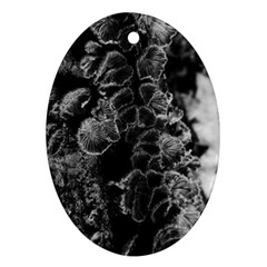 Tree Fungus Branch Vertical High Contrast Oval Ornament (two Sides) by okhismakingart