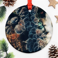 Tree Fungus Branch Vertical Ornament (round) by okhismakingart