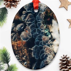 Tree Fungus Branch Vertical Ornament (oval) by okhismakingart