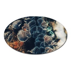 Tree Fungus Branch Vertical Oval Magnet by okhismakingart