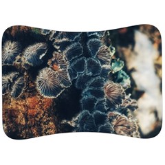 Tree Fungus Branch Vertical Velour Seat Head Rest Cushion by okhismakingart