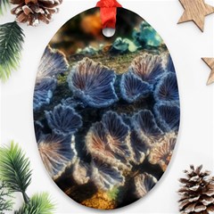 Tree Fungus Branch Oval Ornament (two Sides) by okhismakingart