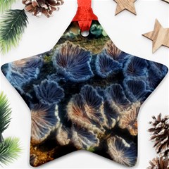 Tree Fungus Branch Star Ornament (two Sides) by okhismakingart