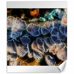 Tree Fungus Branch Canvas 8  X 10  by okhismakingart