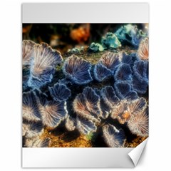 Tree Fungus Branch Canvas 12  X 16  by okhismakingart