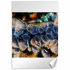 Tree Fungus Branch Canvas 12  X 18  by okhismakingart