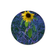 Blue Sunflower Magnet 3  (round) by okhismakingart