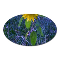 Blue Sunflower Oval Magnet by okhismakingart