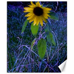 Blue Sunflower Canvas 8  X 10  by okhismakingart